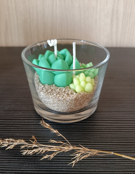 Maceta de suculentas