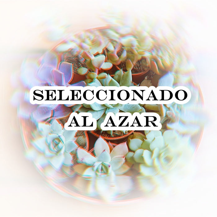 Maceta de suculentas