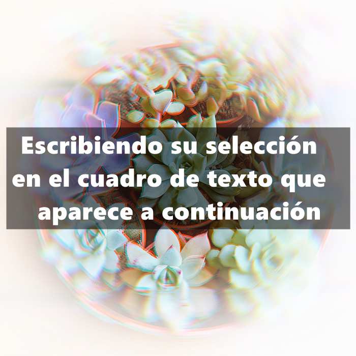 Maceta de suculentas