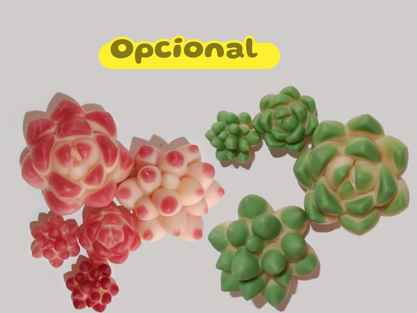 Maceta de suculentas