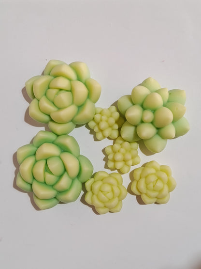 Maceta de suculentas