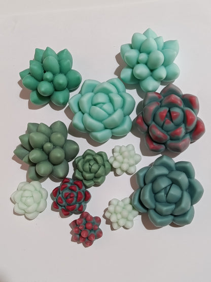 Maceta de suculentas