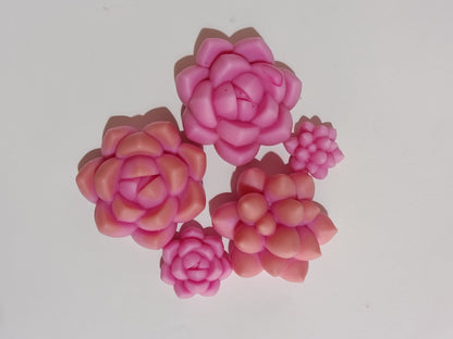 Maceta de suculentas