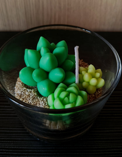 Maceta de suculentas